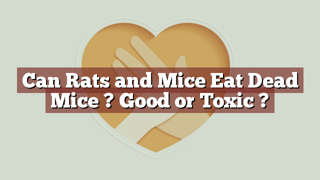 Can Rats and Mice Eat Dead Mice ? Good or Toxic ?