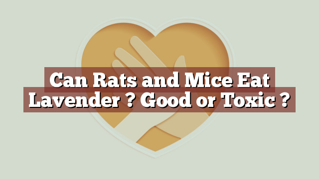 Can Rats and Mice Eat Lavender ? Good or Toxic ?