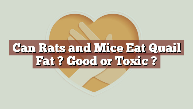 Can Rats and Mice Eat Quail Fat ? Good or Toxic ?