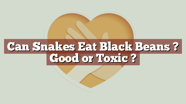 Can Snakes Eat Black Beans ? Good or Toxic ?