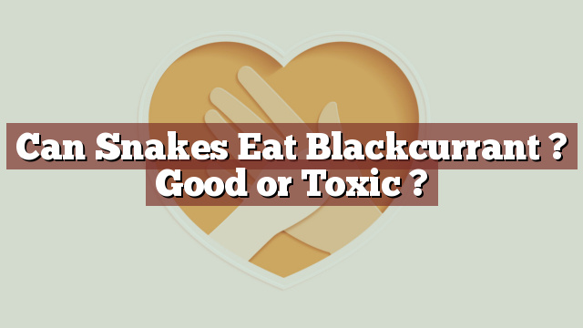 Can Snakes Eat Blackcurrant ? Good or Toxic ?