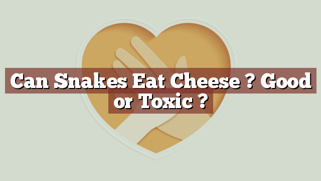 Can Snakes Eat Cheese ? Good or Toxic ?