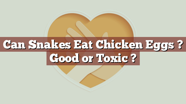 Can Snakes Eat Chicken Eggs ? Good or Toxic ?