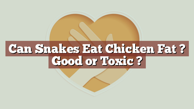 Can Snakes Eat Chicken Fat ? Good or Toxic ?