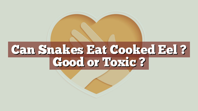 Can Snakes Eat Cooked Eel ? Good or Toxic ?