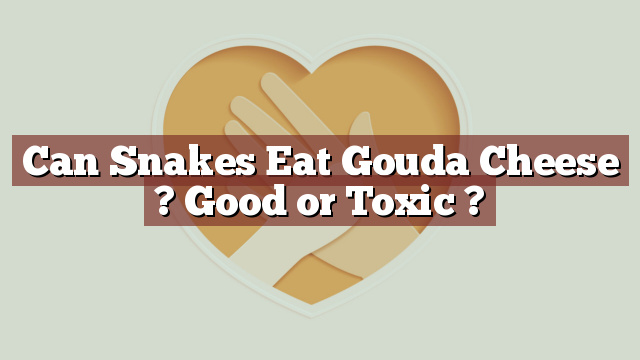 Can Snakes Eat Gouda Cheese ? Good or Toxic ?