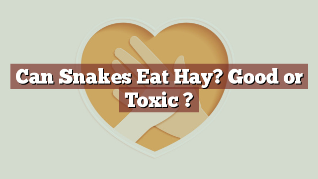 Can Snakes Eat Hay? Good or Toxic ?