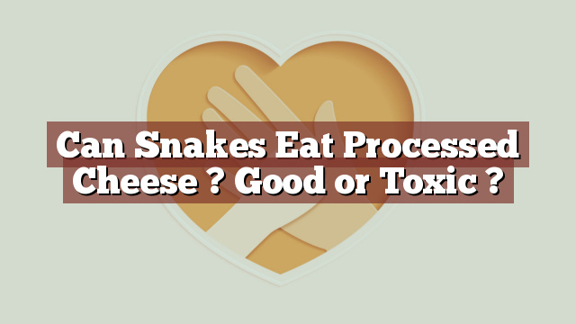 Can Snakes Eat Processed Cheese ? Good or Toxic ?