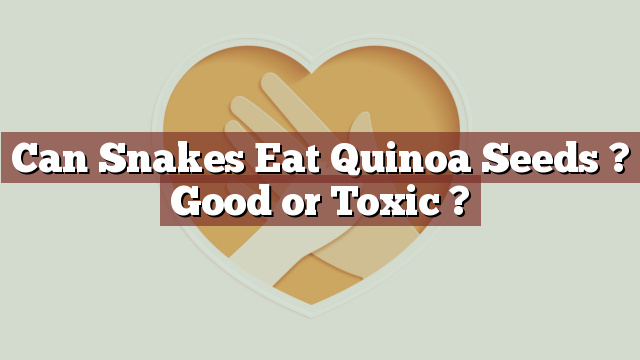 Can Snakes Eat Quinoa Seeds ? Good or Toxic ?