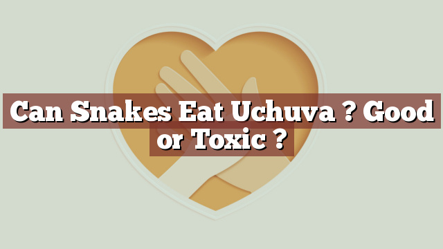 Can Snakes Eat Uchuva ? Good or Toxic ?