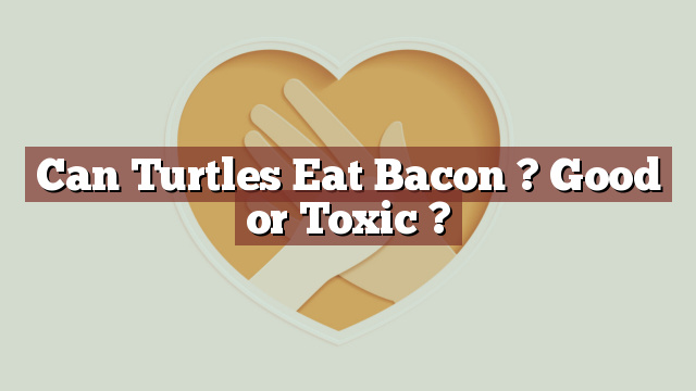 Can Turtles Eat Bacon ? Good or Toxic ?