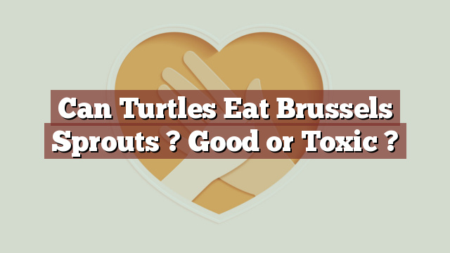 Can Turtles Eat Brussels Sprouts ? Good or Toxic ?