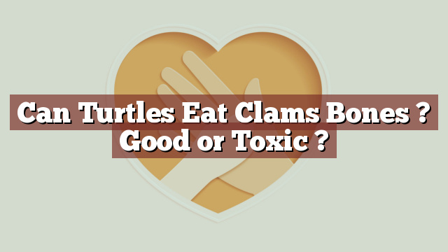 Can Turtles Eat Clams Bones ? Good or Toxic ?