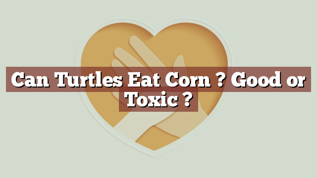 Can Turtles Eat Corn ? Good or Toxic ?