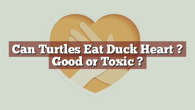 Can Turtles Eat Duck Heart ? Good or Toxic ?