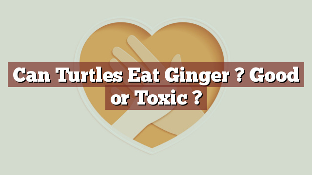 Can Turtles Eat Ginger ? Good or Toxic ?