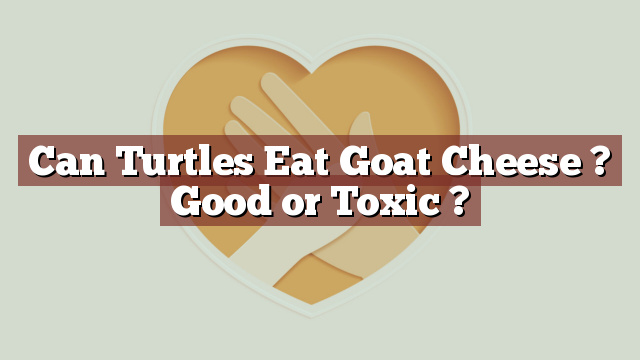 Can Turtles Eat Goat Cheese ? Good or Toxic ?