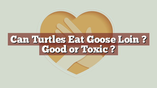 Can Turtles Eat Goose Loin ? Good or Toxic ?