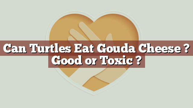 Can Turtles Eat Gouda Cheese ? Good or Toxic ?