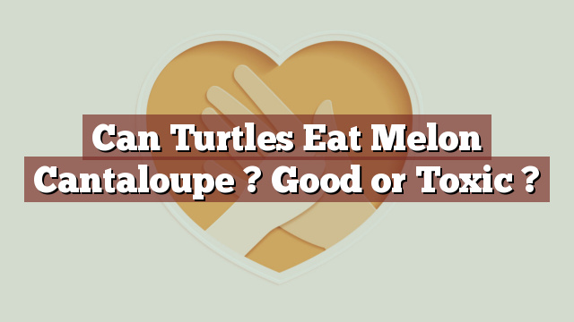 Can Turtles Eat Melon Cantaloupe ? Good or Toxic ?