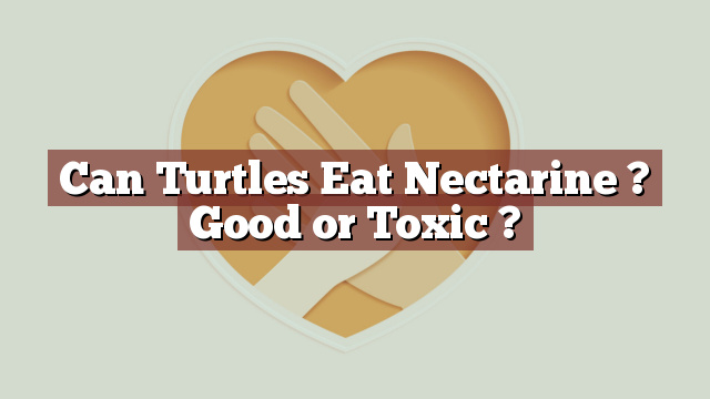 Can Turtles Eat Nectarine ? Good or Toxic ?