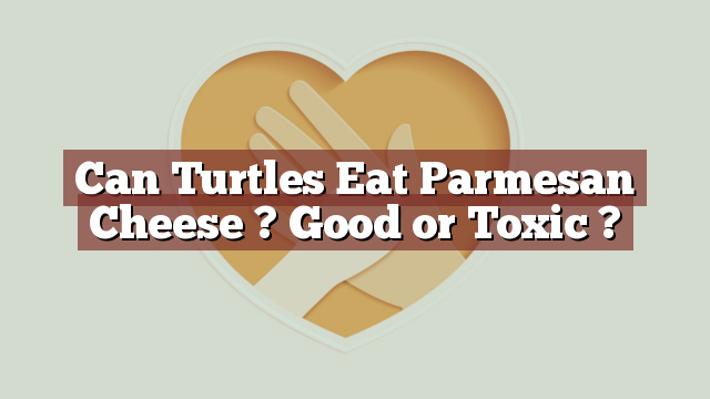 Can Turtles Eat Parmesan Cheese ? Good or Toxic ?