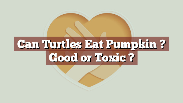 Can Turtles Eat Pumpkin ? Good or Toxic ?