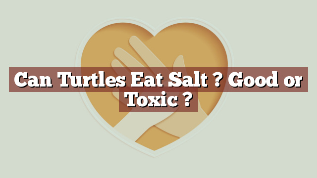 Can Turtles Eat Salt ? Good or Toxic ?