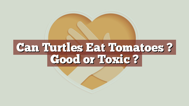 Can Turtles Eat Tomatoes ? Good or Toxic ?