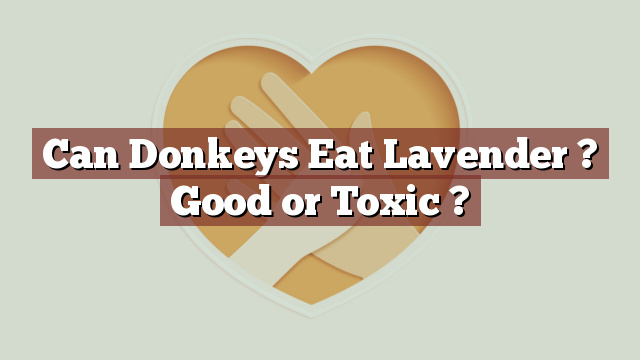 Can Donkeys Eat Lavender ? Good or Toxic ?